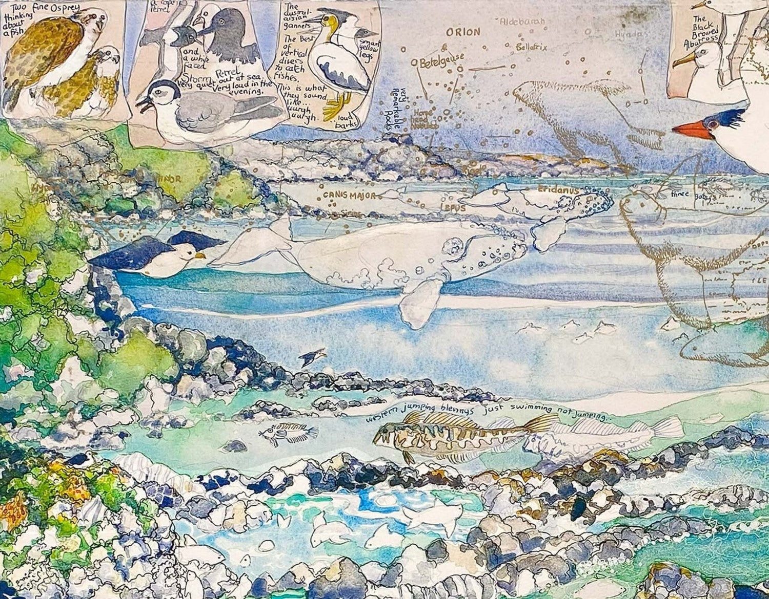 Penguin Cove, Sea Lions