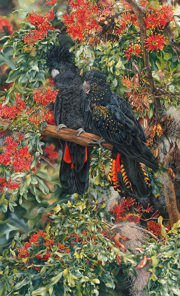 Black Cockatoos and Stenocarpus