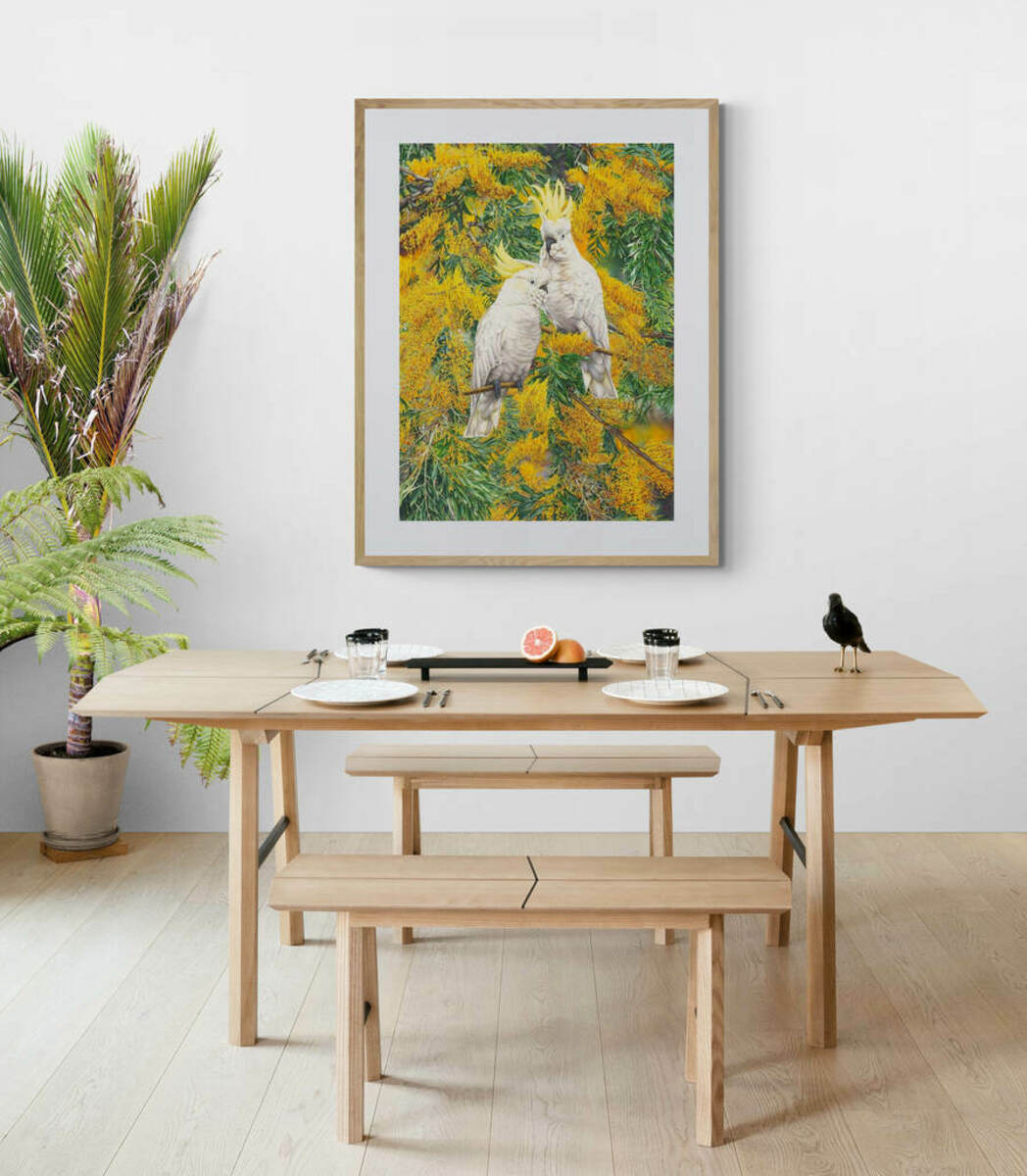 Sulphur Crested Cockatoo