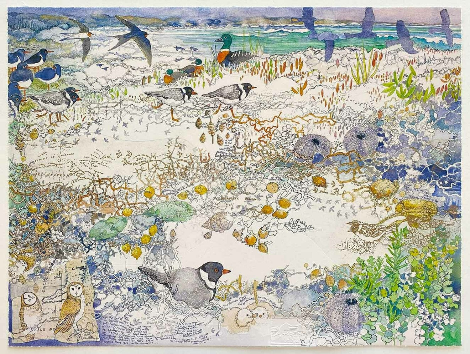 Hanson Bay Hooded Plovers