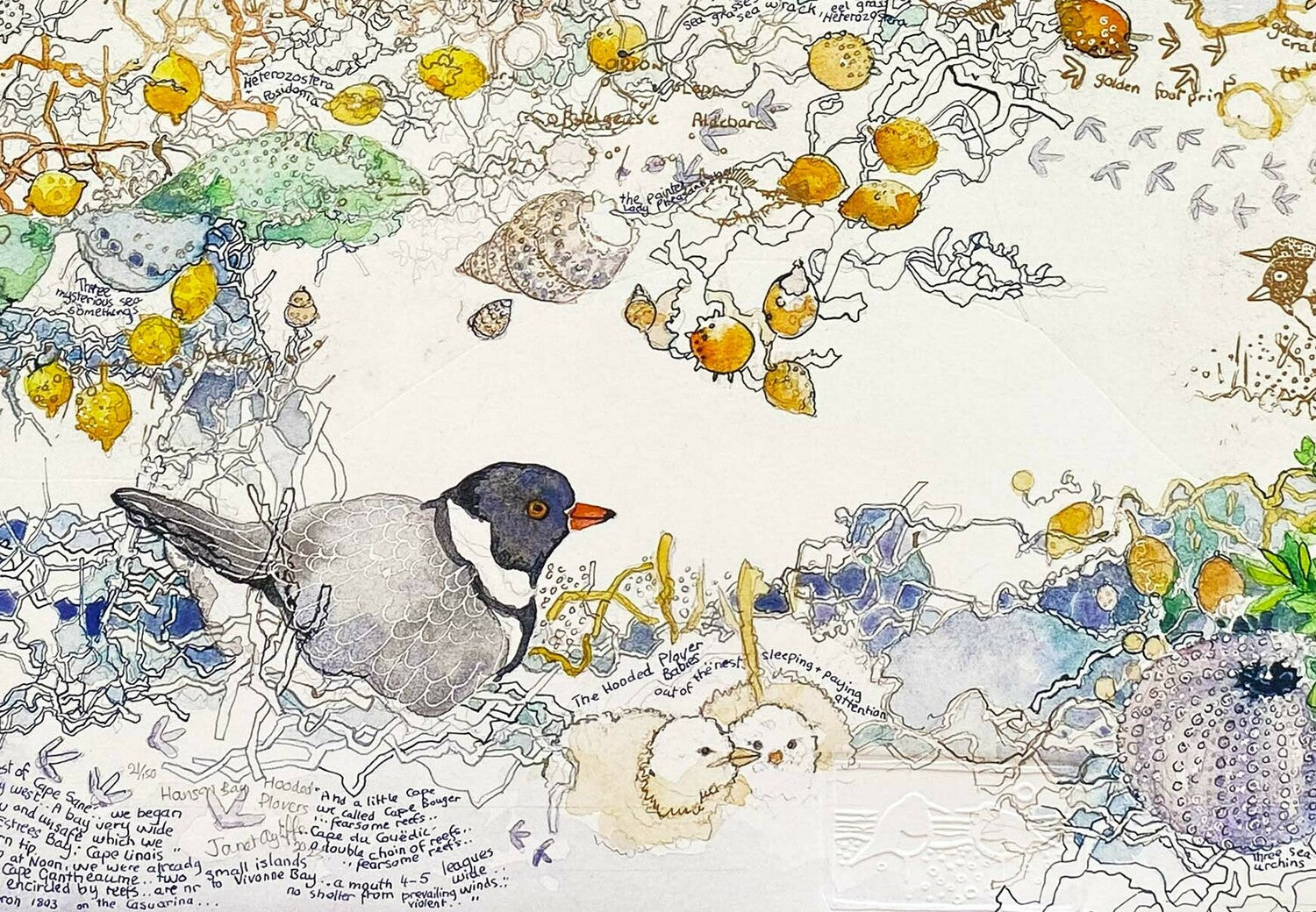 Hanson Bay Hooded Plovers