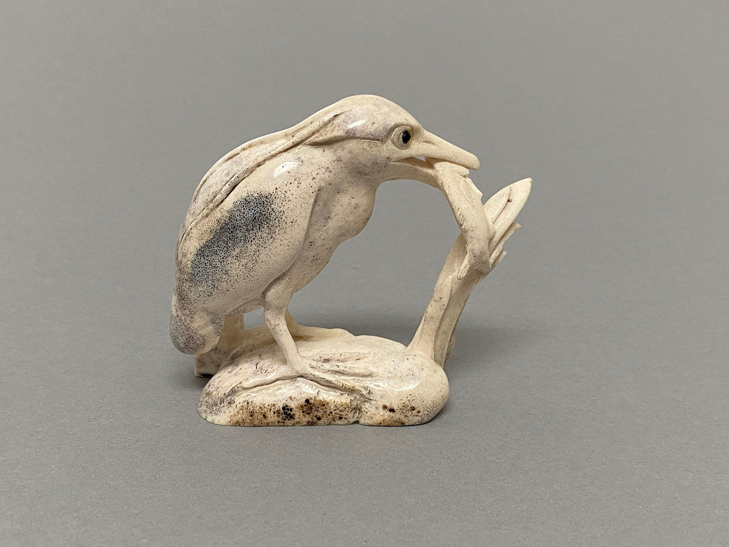 Nankeen Night Heron with Fish