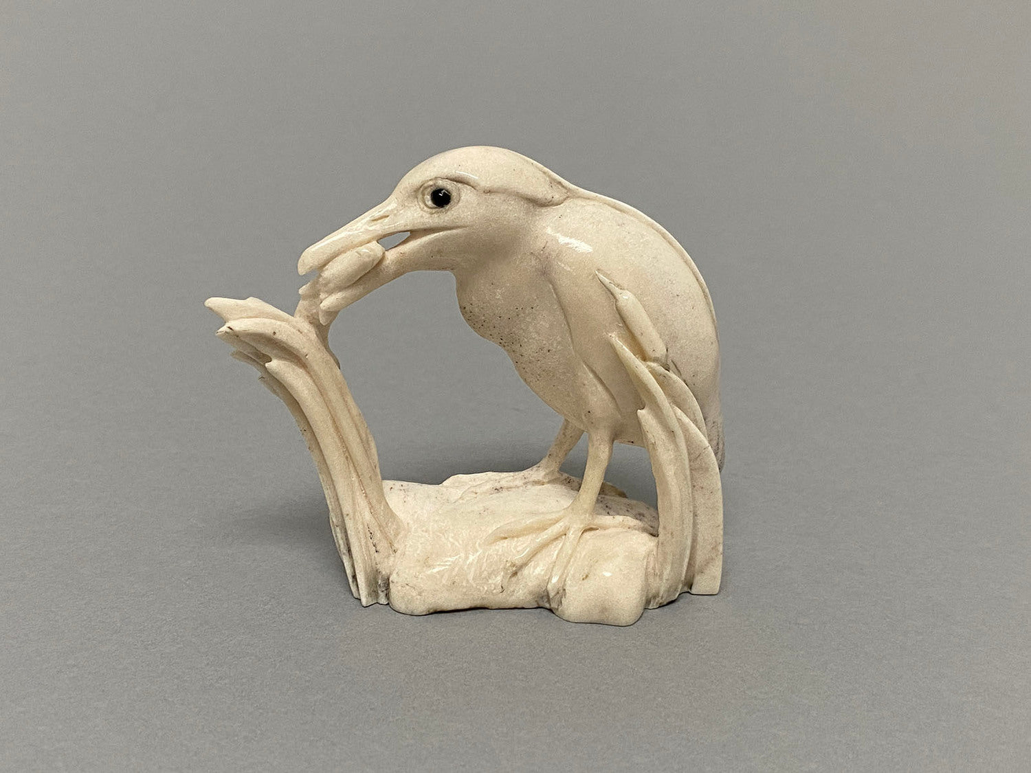 Nankeen Night Heron with Fish