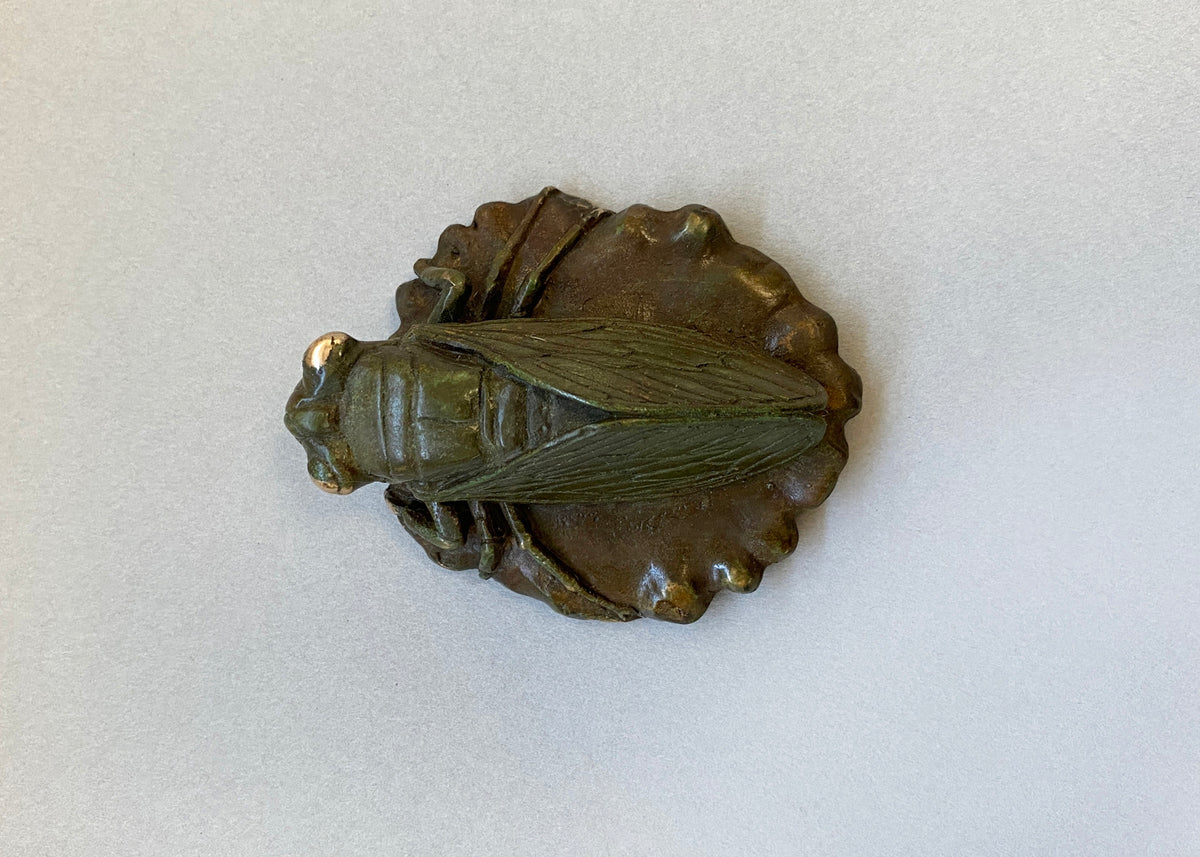 Cicada