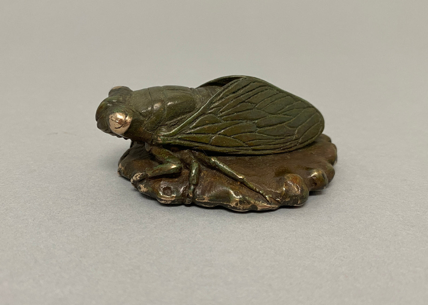 Cicada