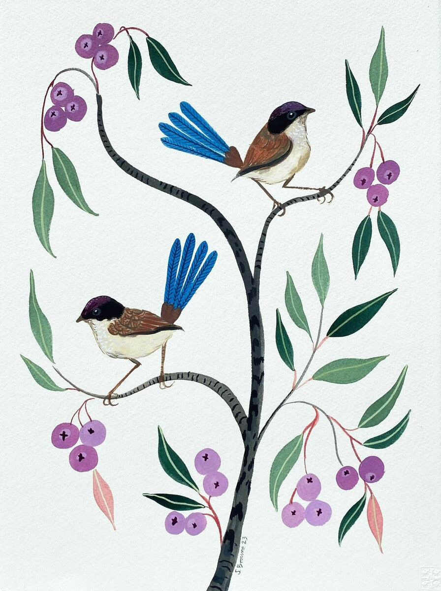 Purple Crowned Fairy Wrens and Lilly Pilly