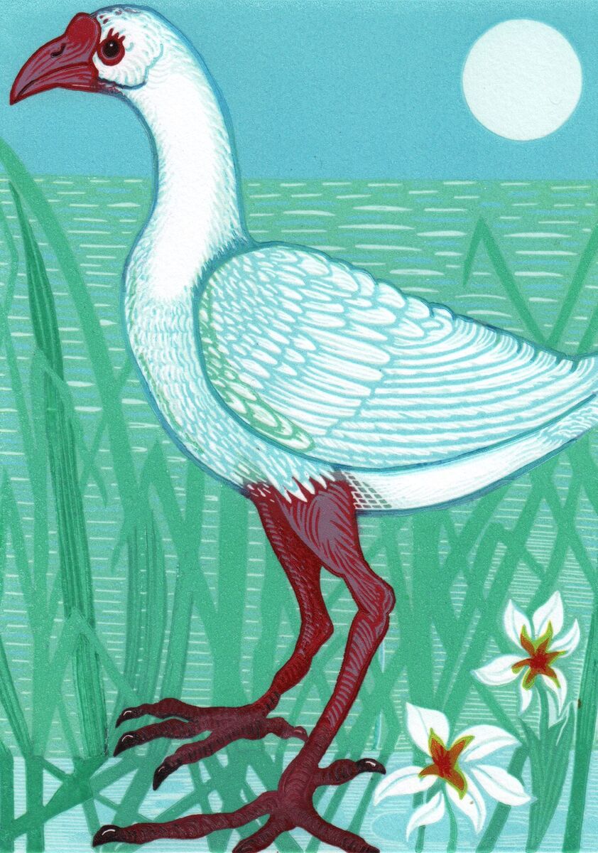 White swamphen