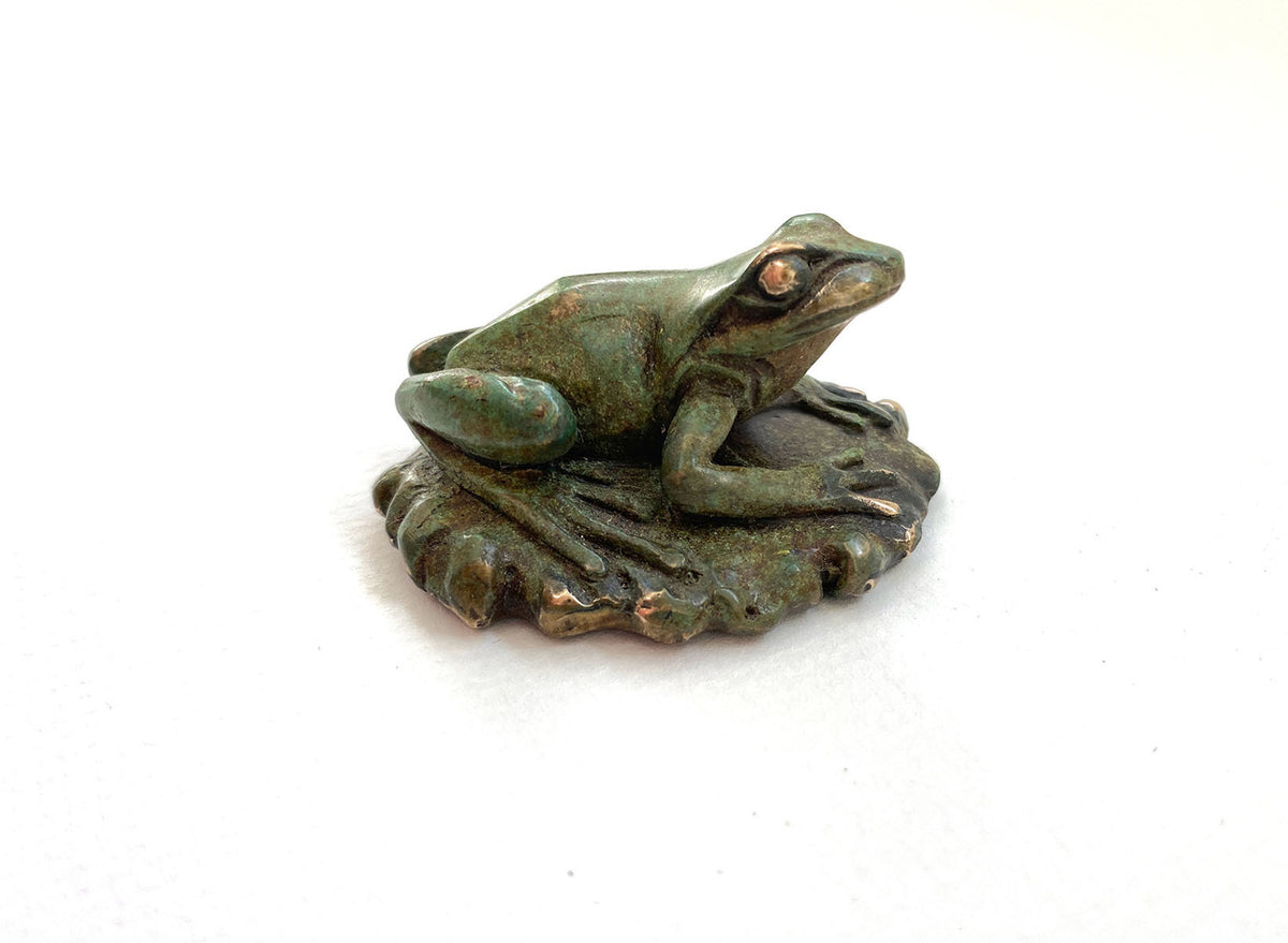 Frog (litoria peroni) with Greenfly