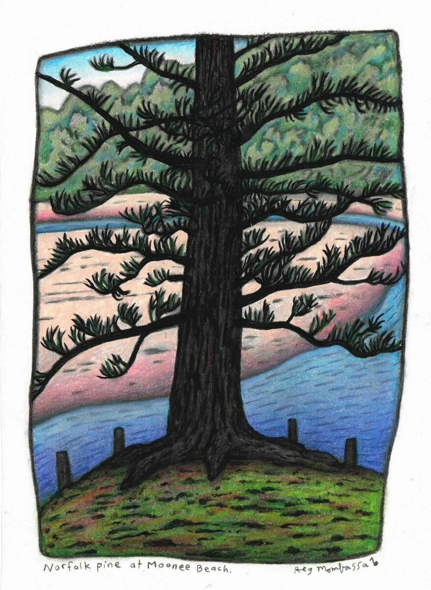 Norfolk Pine and Moonee Beach