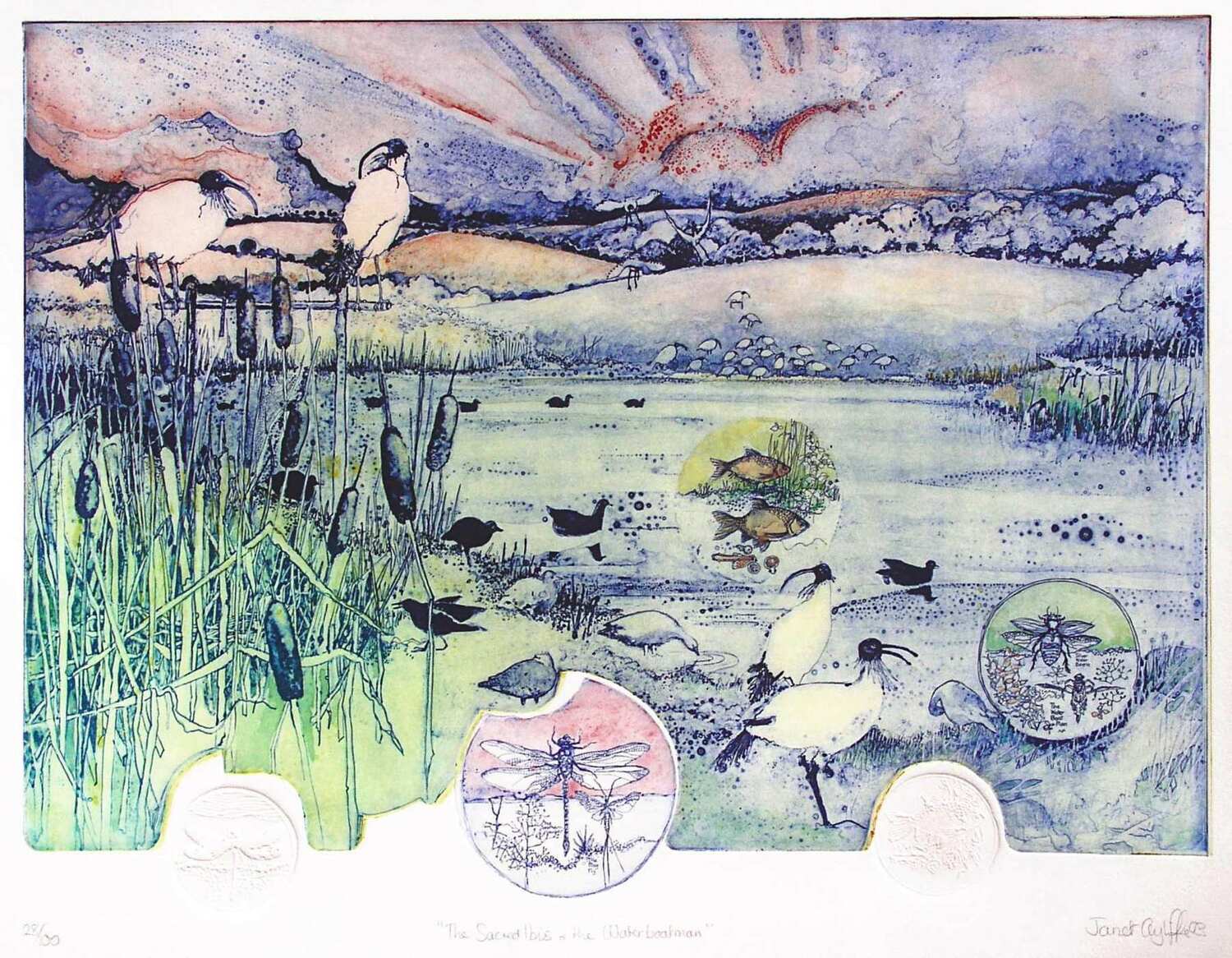 The Sacred Ibis and the Waterboatman