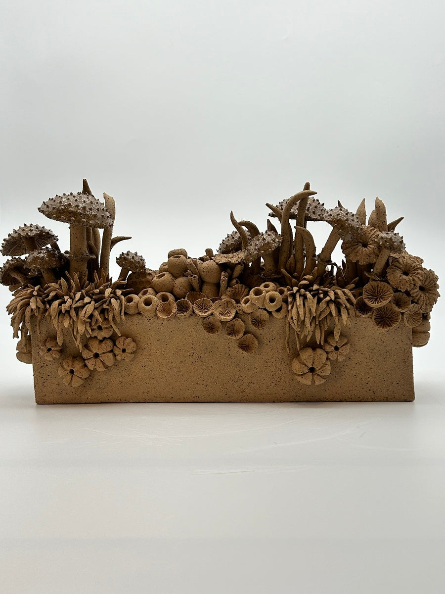 Where the mushrooms grow