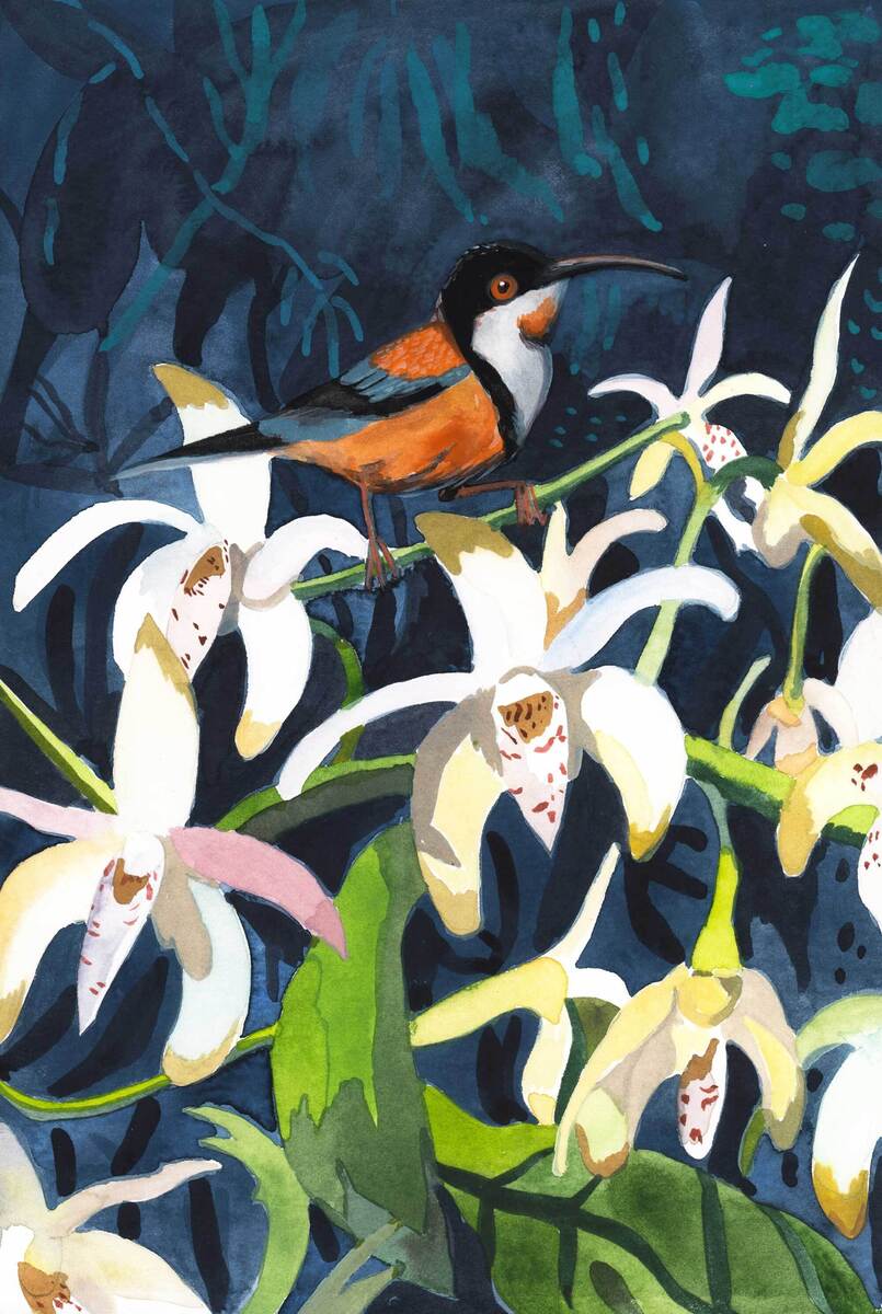 Eastern Spinebill &amp; Native Orchids -Nocturne