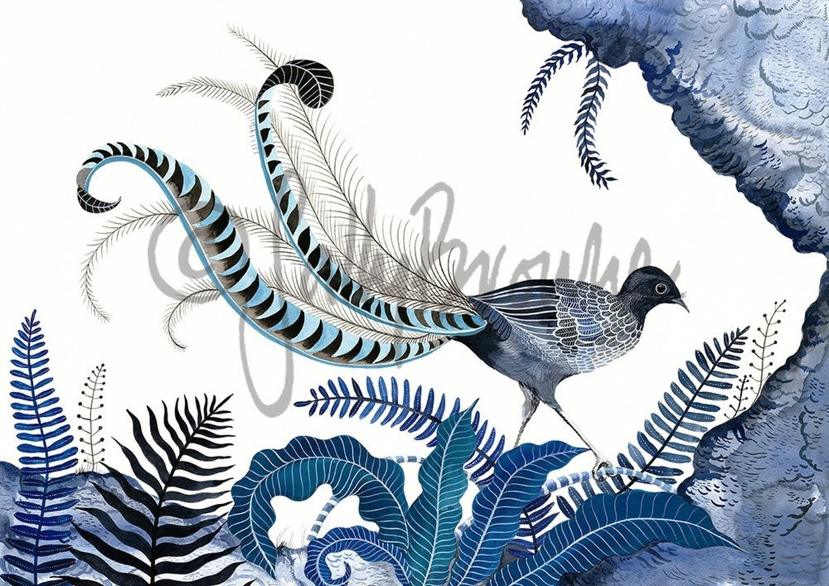 Indigo Lyrebird