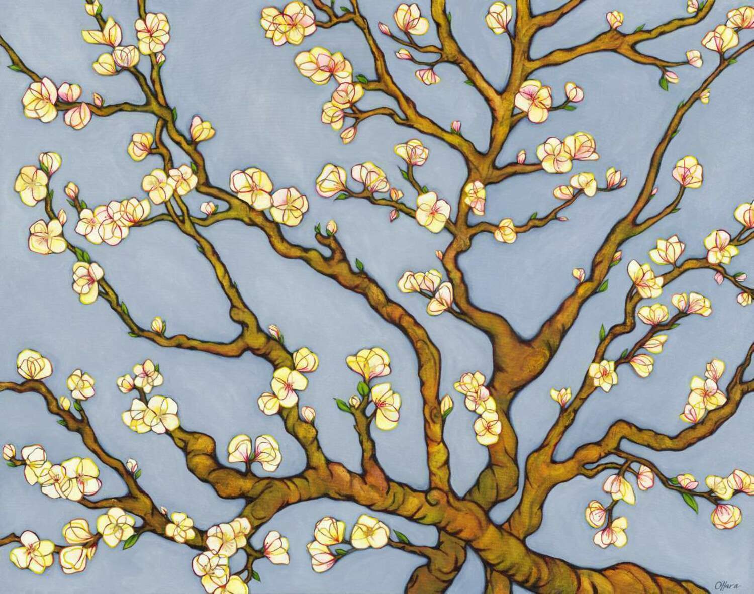 Cherry Blossoms