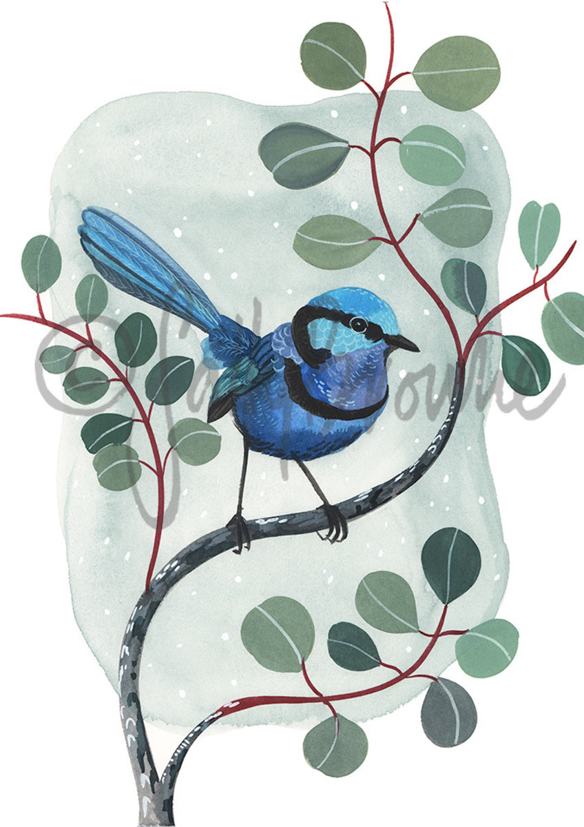 Splendid Fairy Wren and Silver Dollar Eucalyptus
