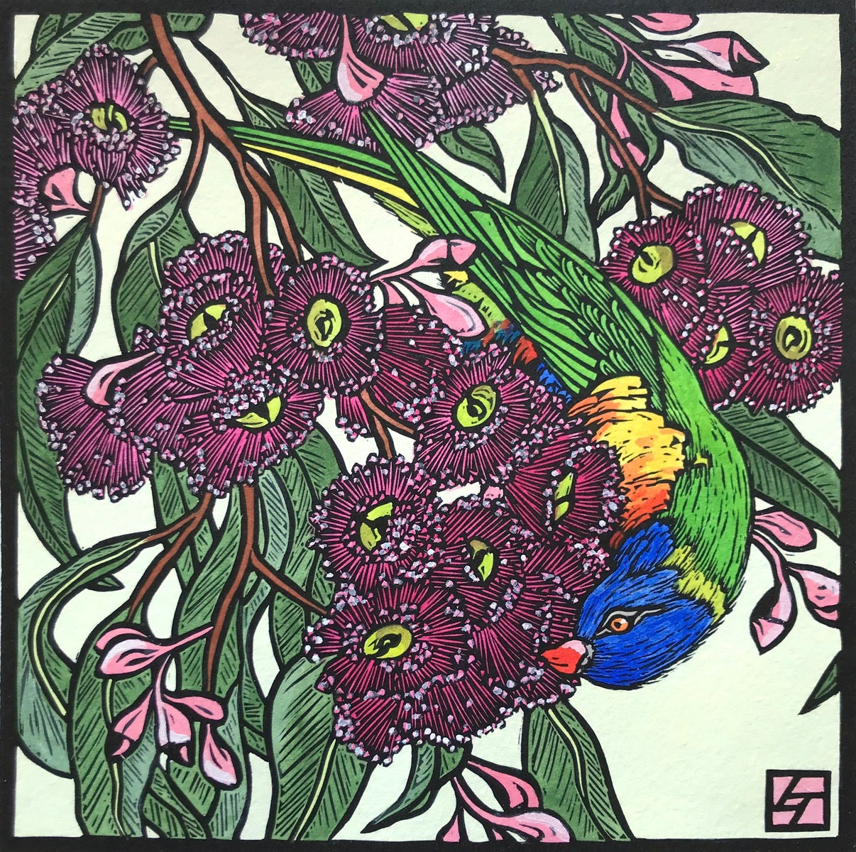 Rainbow Lorikeet on Flowering Gum