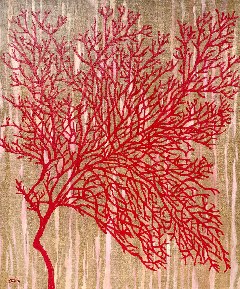 Mopsella sp. (Fan Coral)