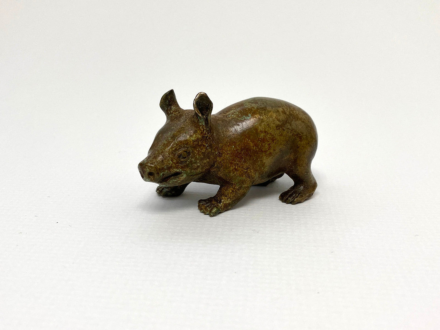 Hairy Nosed Wombat Joey