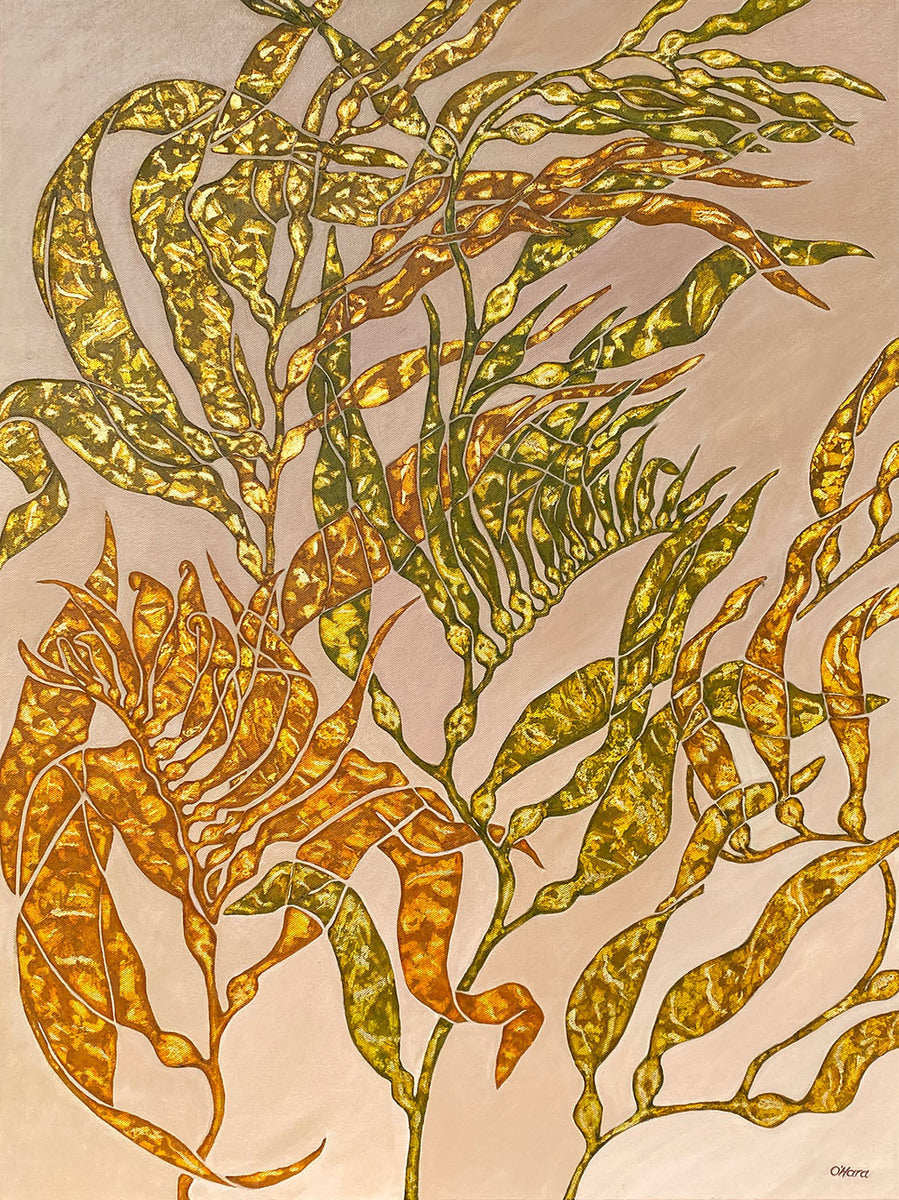 Macrocystis pyfifera (Giant Sea Kelp)