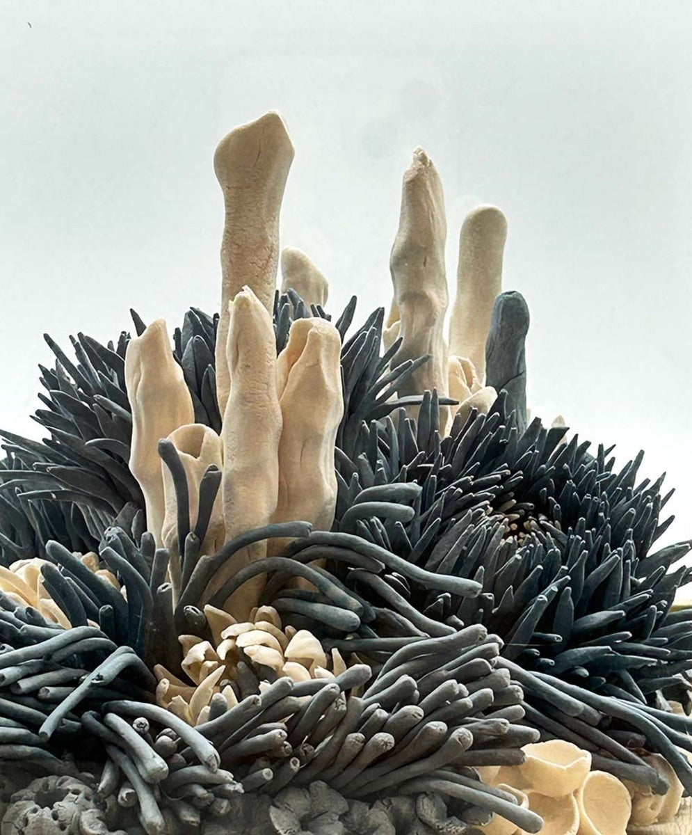 Winter in the Rockpools