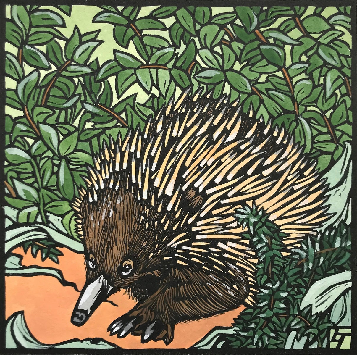 Echidna Emerging from Scrub