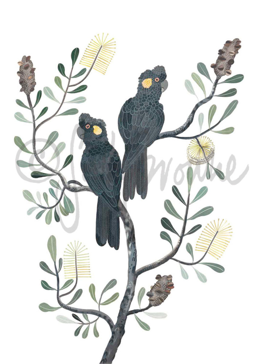 Black Cockatoos and Coastal Banksia