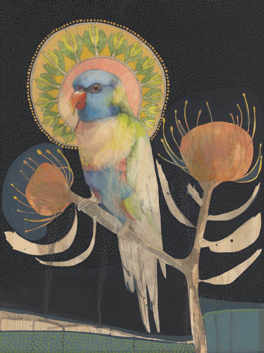 Rainbow Lorikeet and Pincushion