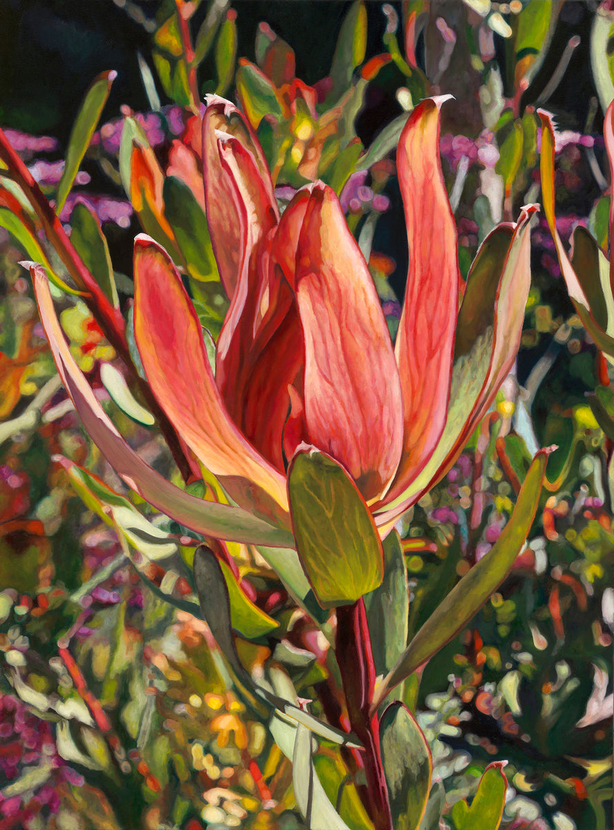 Leucadendron