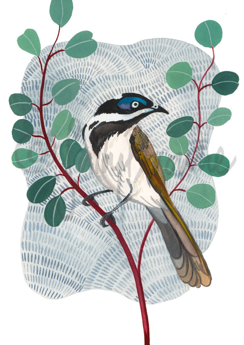 Blue Faced Honey Eater &amp; Silver Dollar