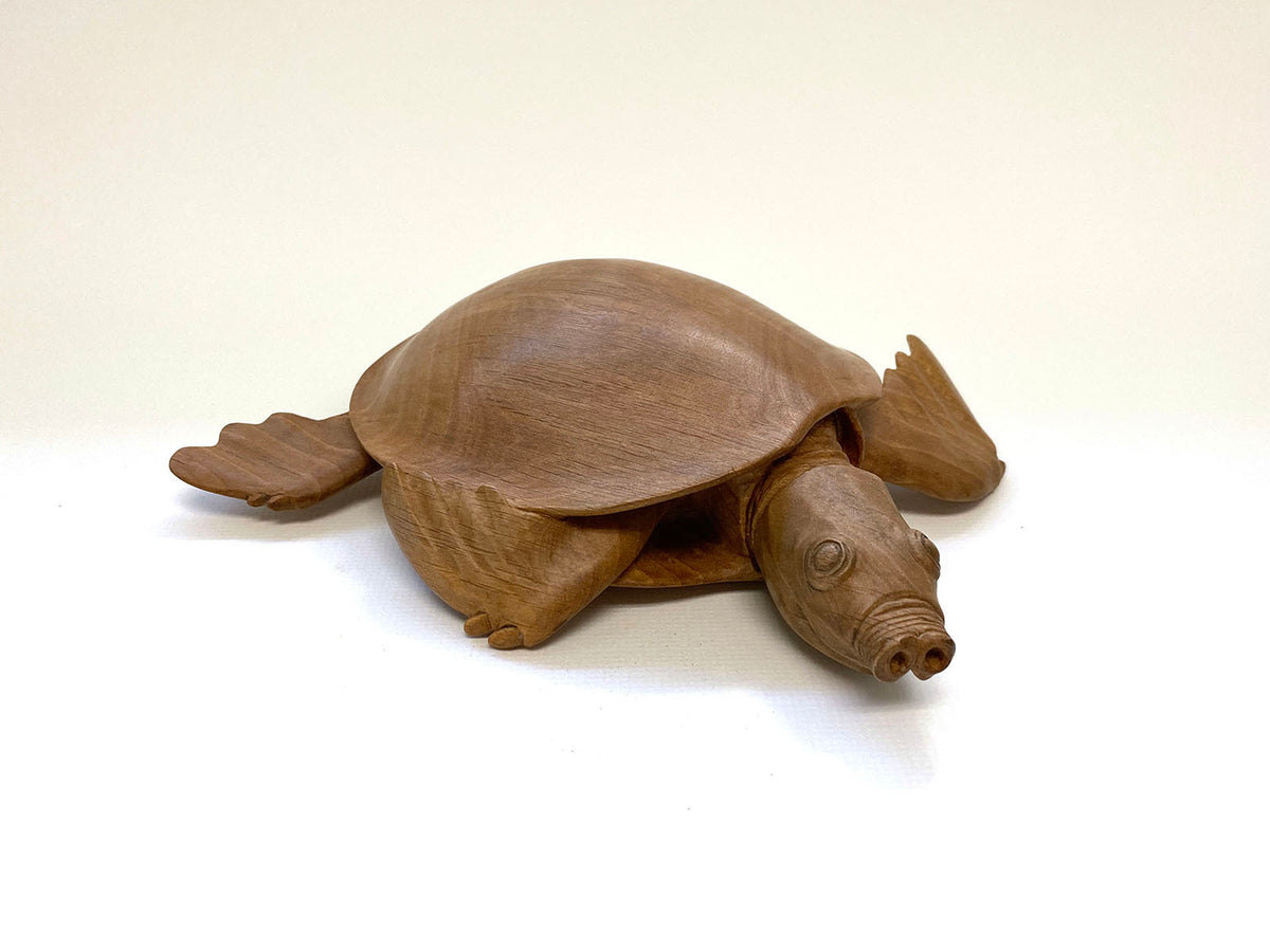 Pig-Nosed Turtle