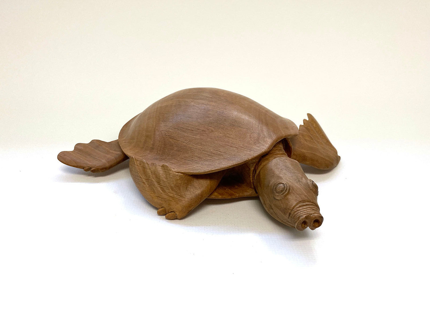 Pig-Nosed Turtle
