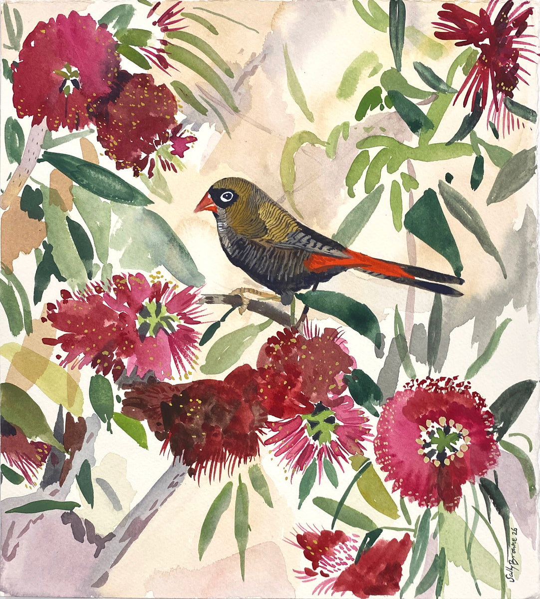 Firetail in the Callistemon