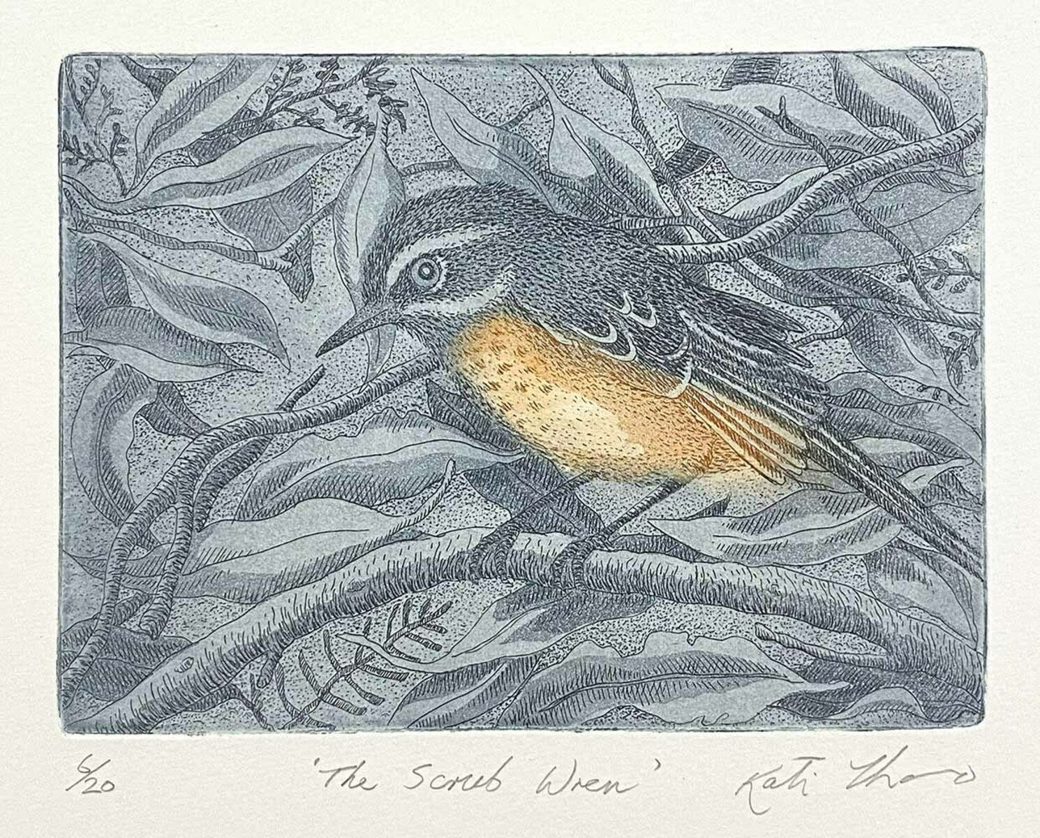 The Scrub Wren