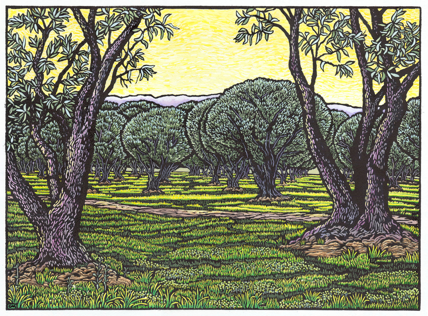 Olive Grove