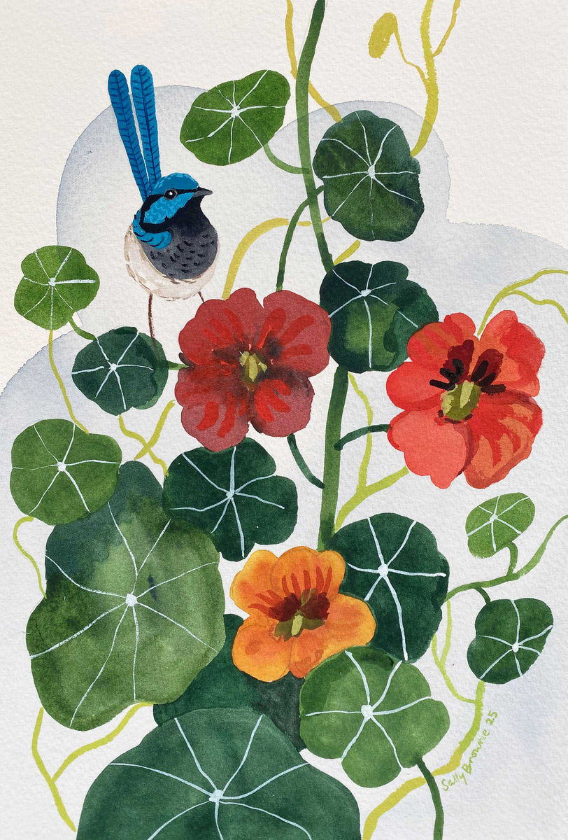 Superb Fairy wren &amp; Nasturtiums