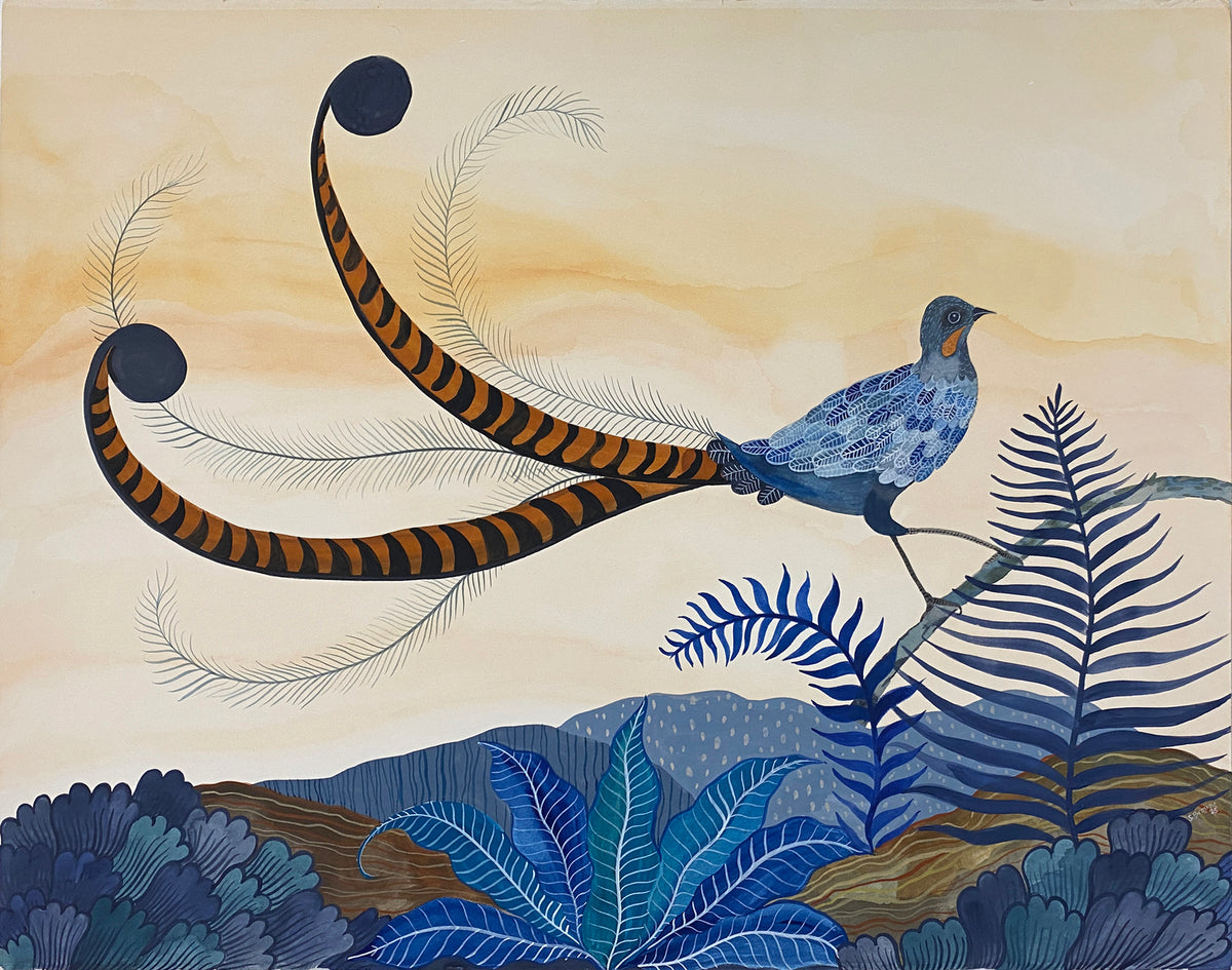 Superb Sunset Lyrebird
