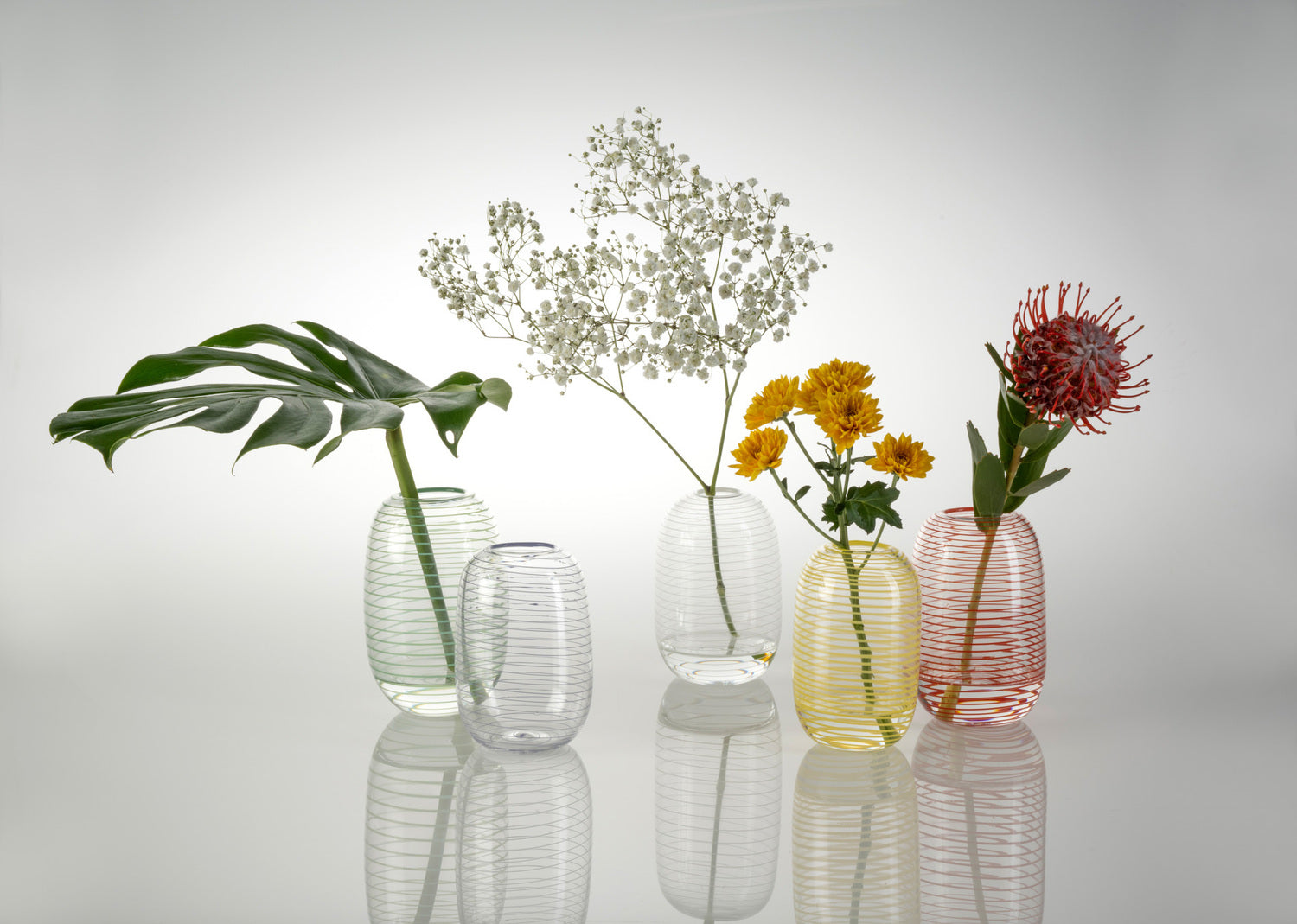 Aussie Front Yard Flora - Bottlebrush Red Lines