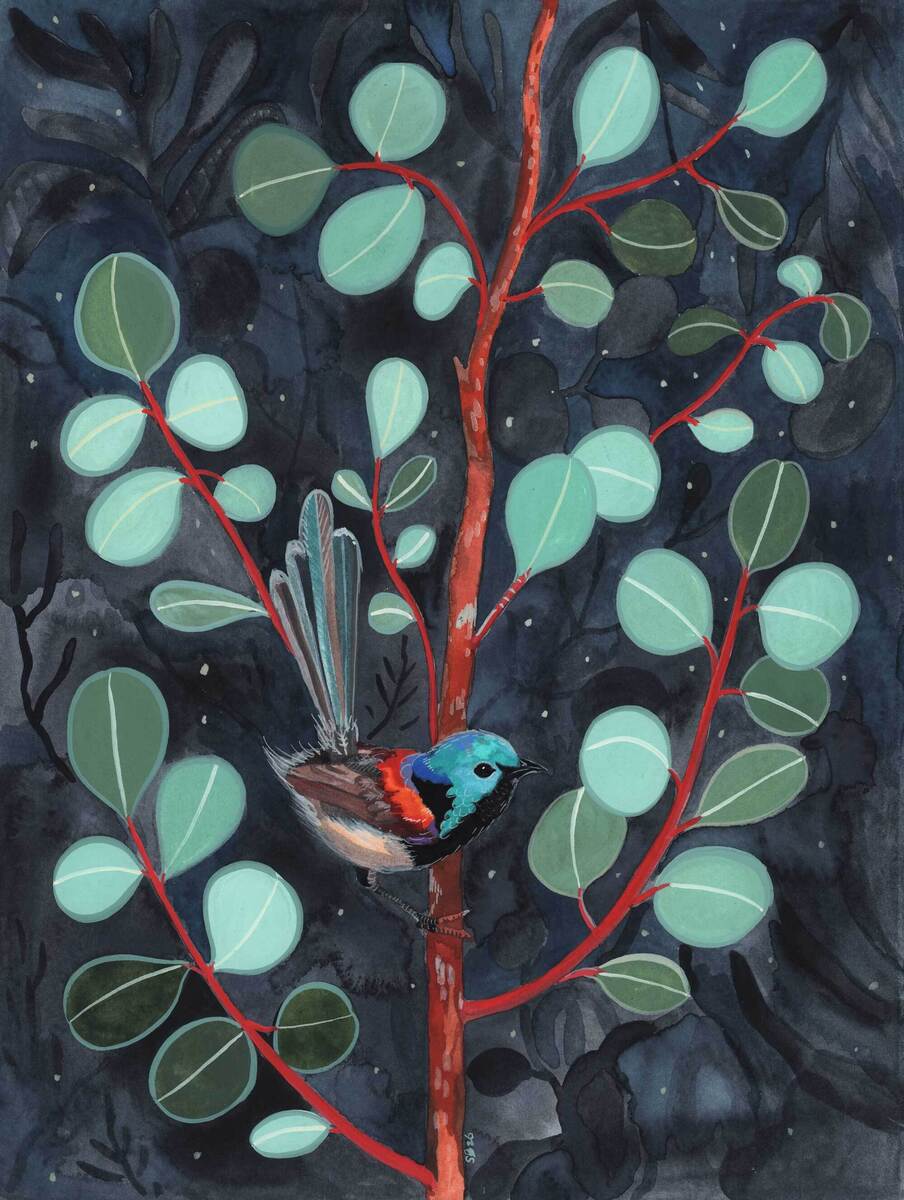 Variegated fairywren &amp; Silver Dollar - Nocturne