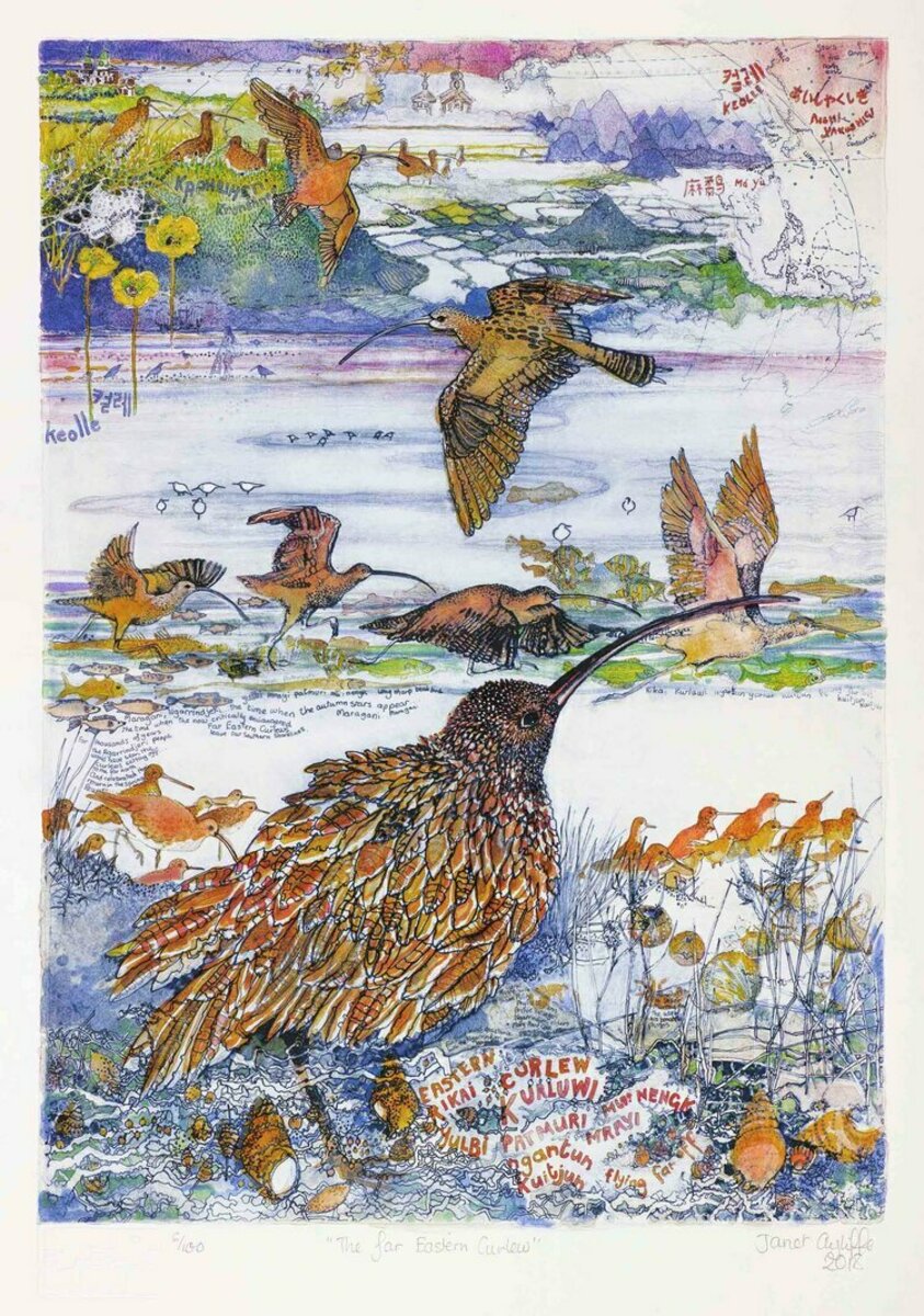 The Journey of the Far Eastern Curlew