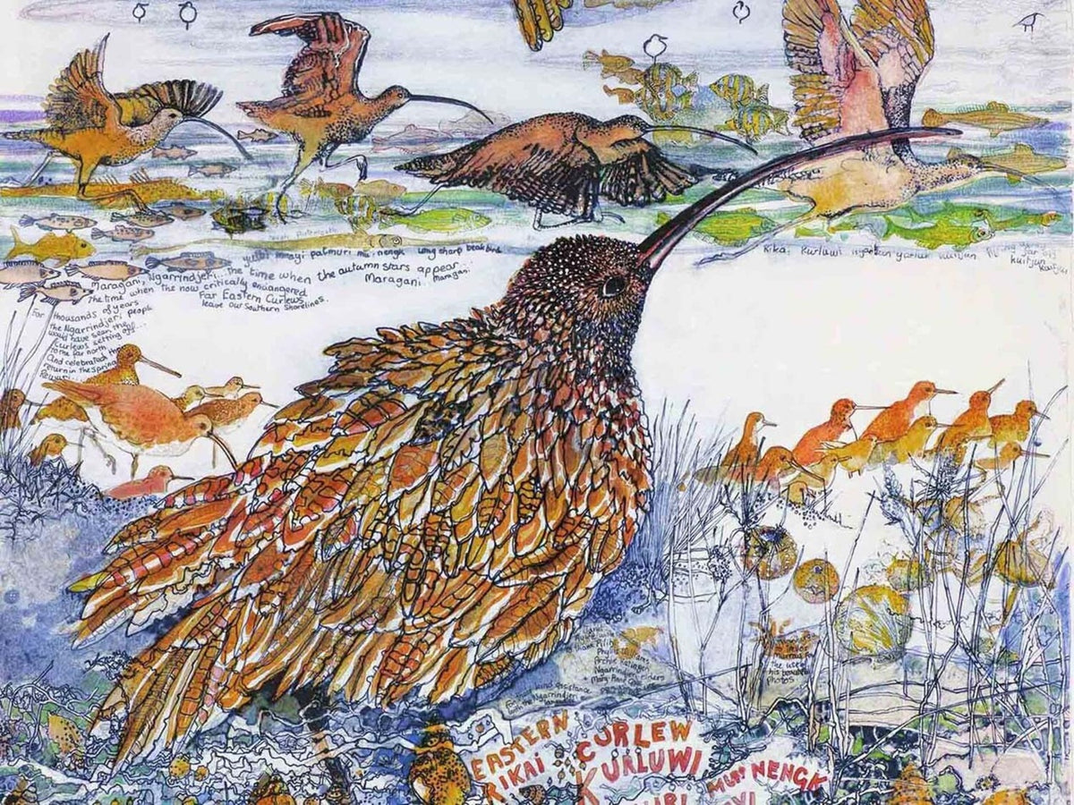 The Journey of the Far Eastern Curlew