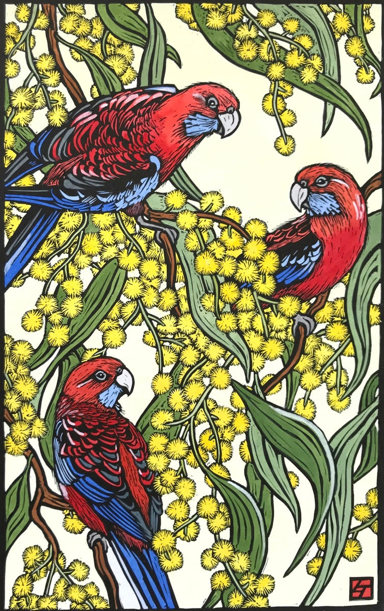 Crimson Rosellas on Wattle