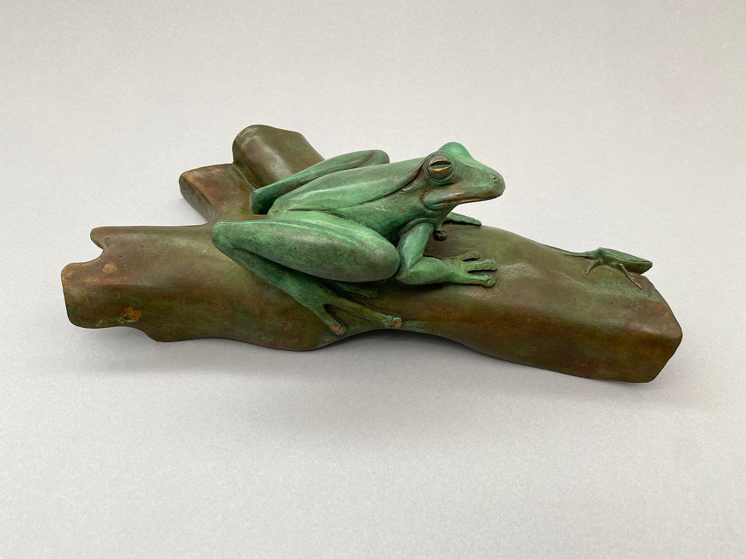 Frog on Bark with Stinkbug and Moth