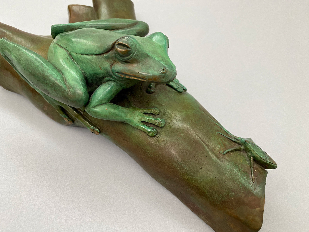 Frog on Bark with Stinkbug and Moth