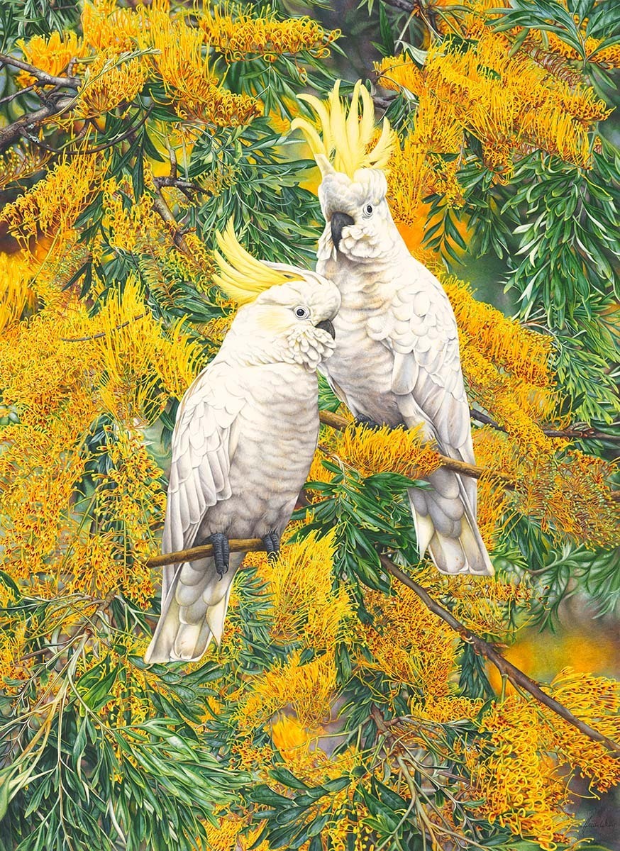 Sulphur Crested Cockatoo