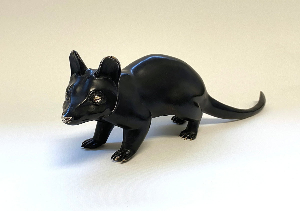 Black Quoll