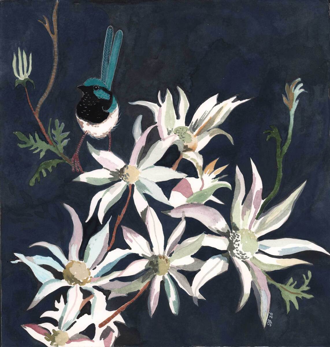 Superb Fairywren & Flannel Flowers - Nocturne