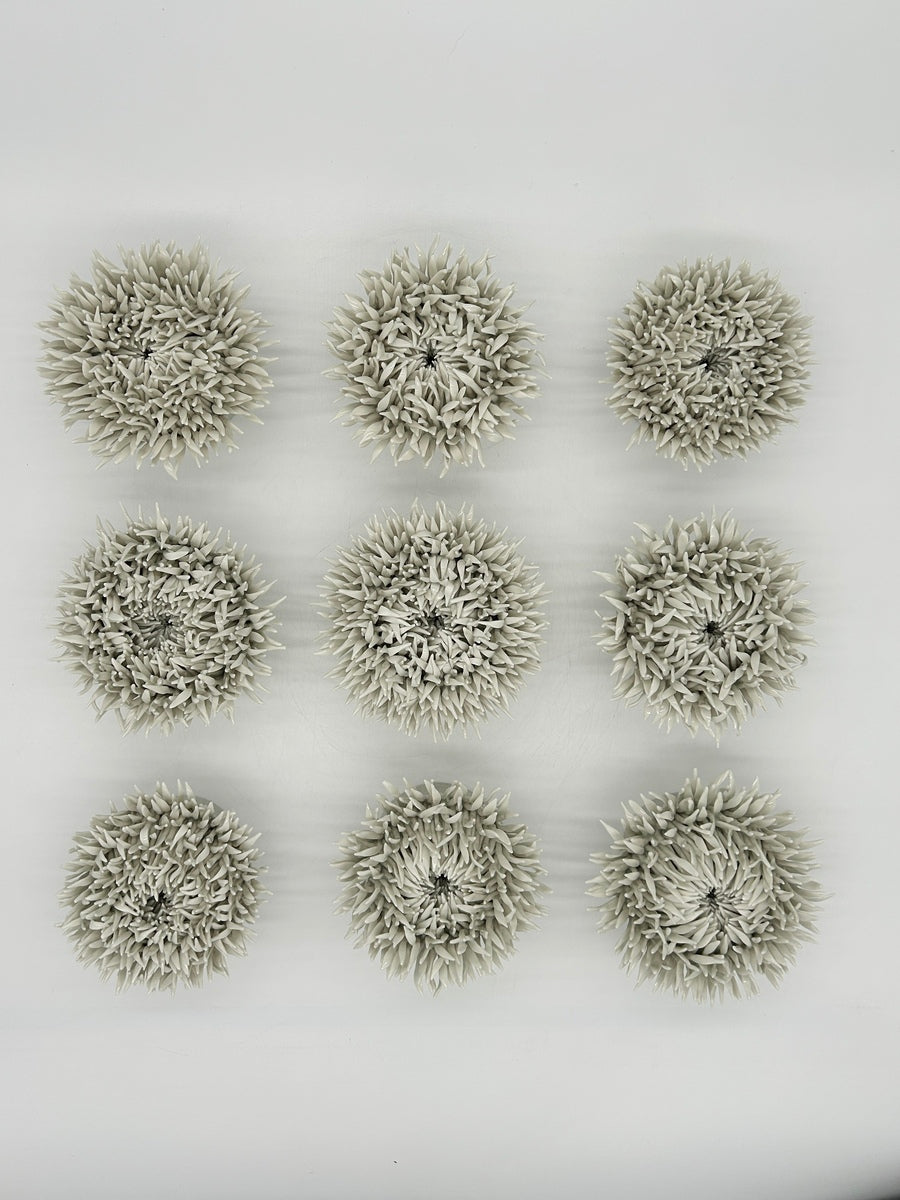 Anemone Garden