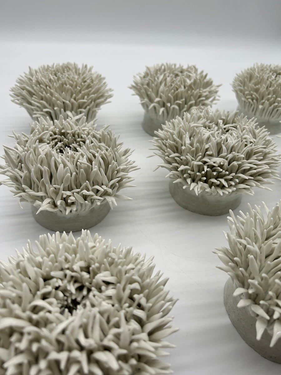 Anemone Garden