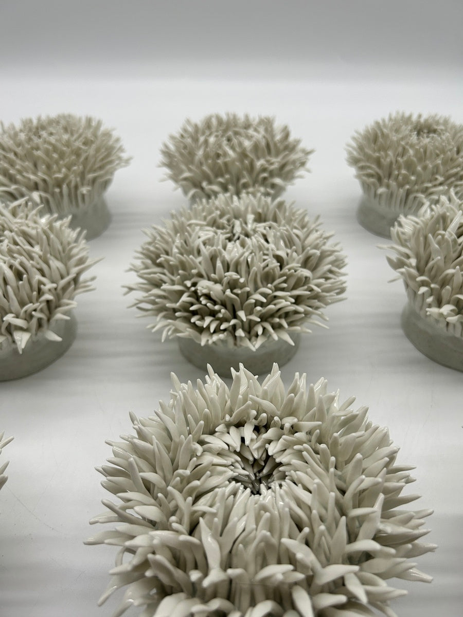 Anemone Garden