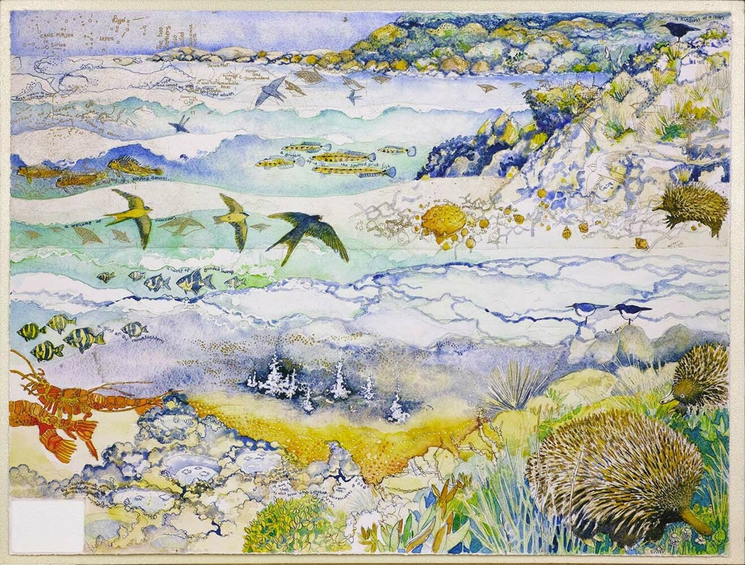 Penguin Cove, Echidna